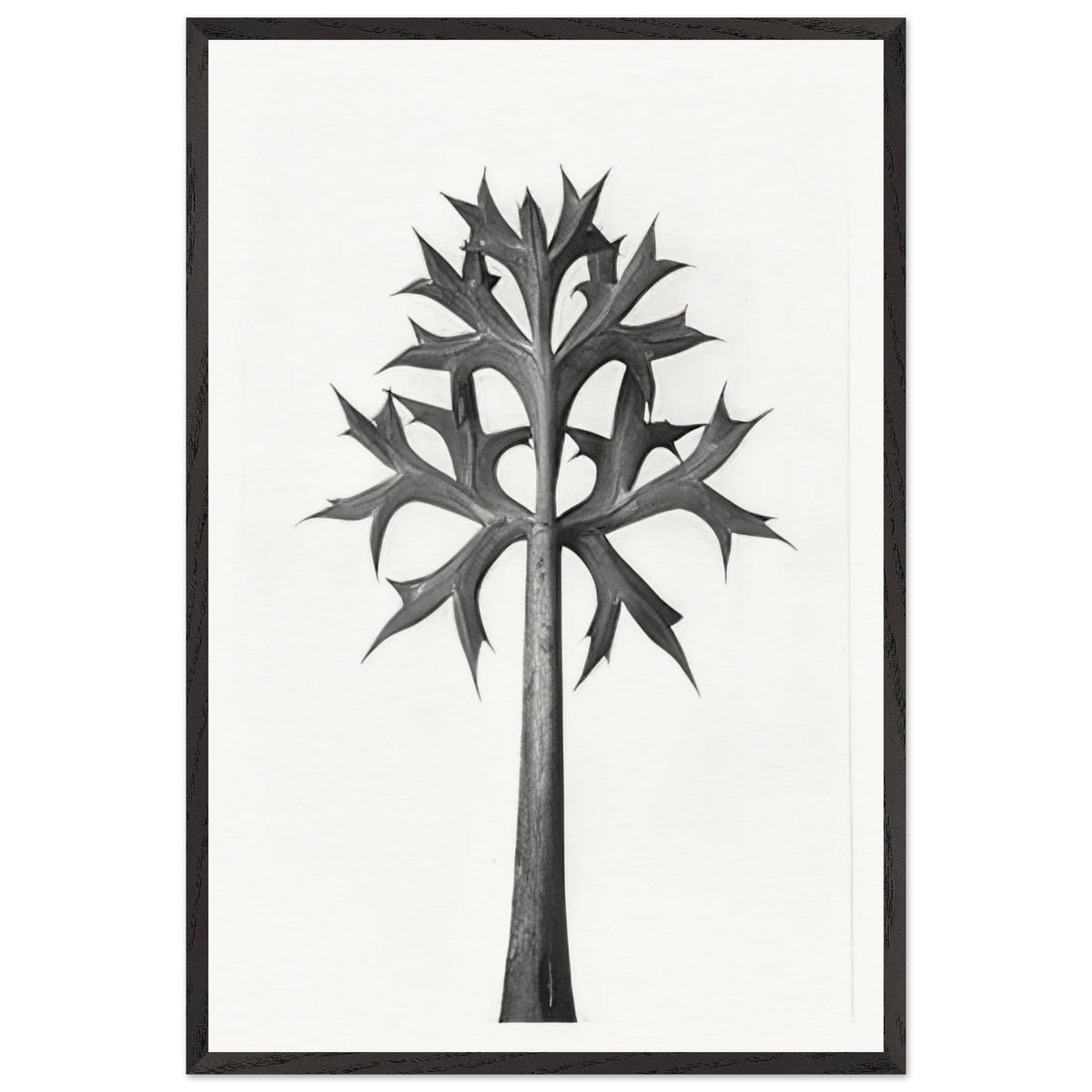 Art Forms in Nature 32 by Karl Blossfeldt, framed poster