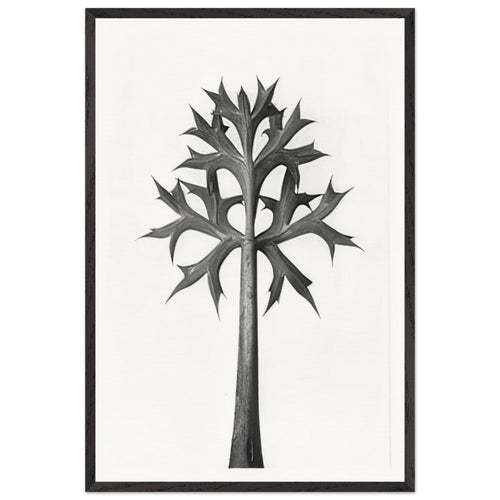 Art Forms in Nature 32 by Karl Blossfeldt, framed poster