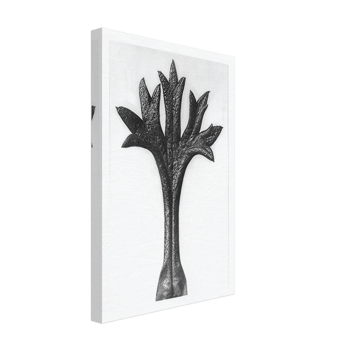 Art Forms in Nature 35 by Karl Blossfeldt, canvas, view 2
