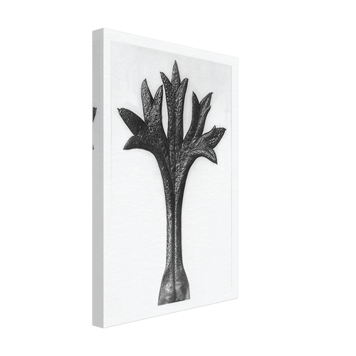 Art Forms in Nature 35 by Karl Blossfeldt, canvas, view 2