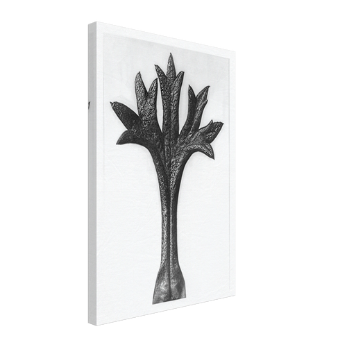 Art Forms in Nature 35 by Karl Blossfeldt, canvas