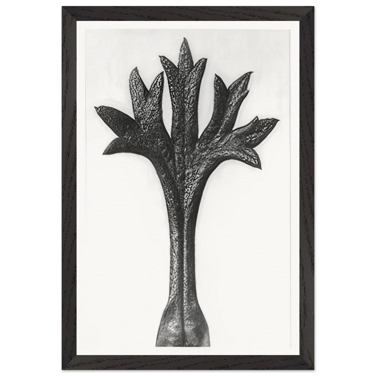 Art Forms in Nature 35 by Karl Blossfeldt, framed poster, view 2