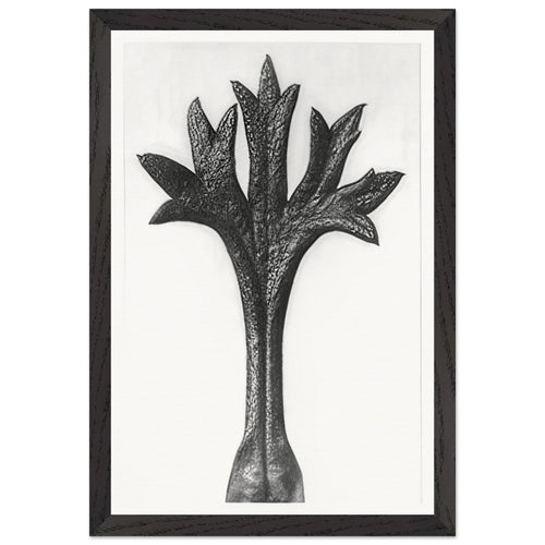Art Forms in Nature 35 by Karl Blossfeldt, framed poster, view 2