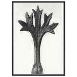 Art Forms in Nature 35 by Karl Blossfeldt, framed poster, view 3