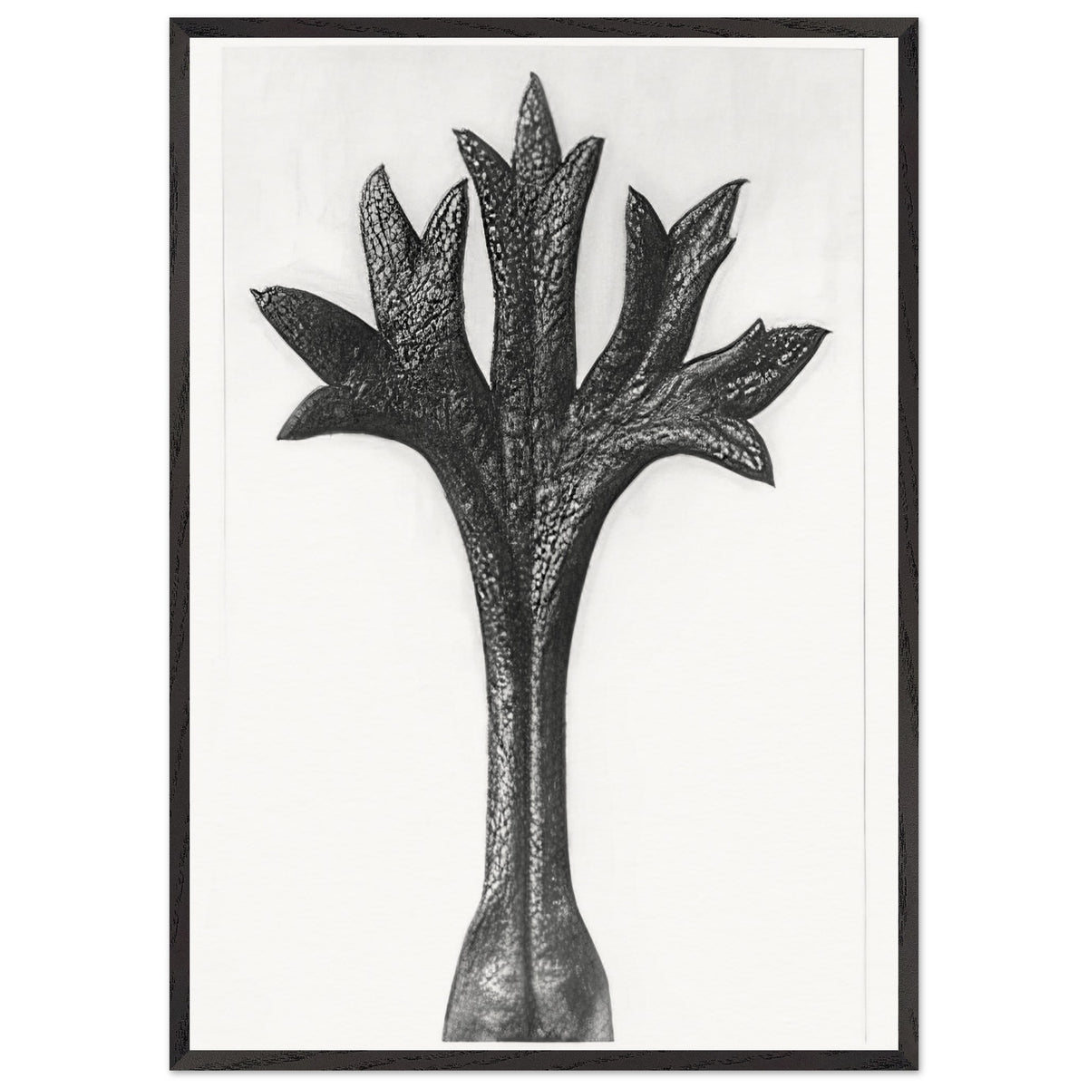 Art Forms in Nature 35 by Karl Blossfeldt, framed poster, view 3