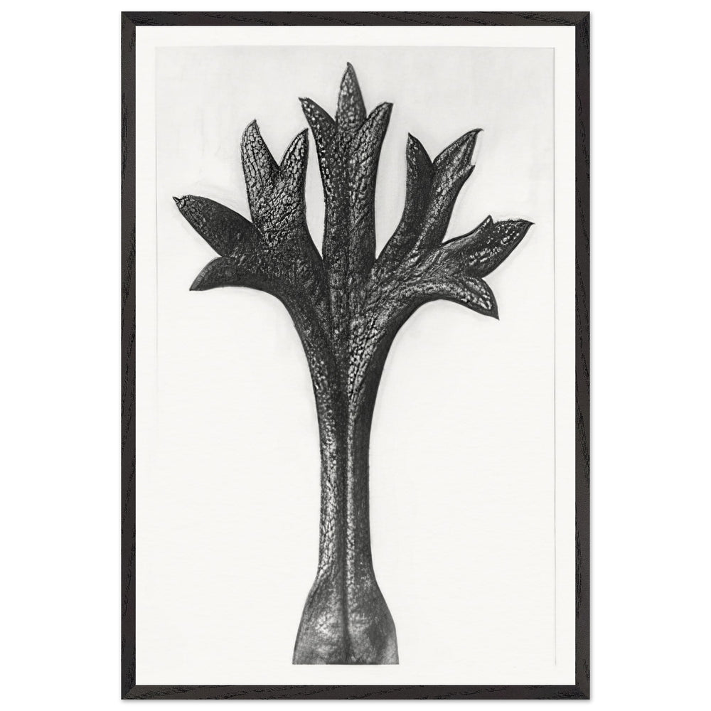 Art Forms in Nature 35 by Karl Blossfeldt, framed poster
