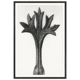 Art Forms in Nature 35 by Karl Blossfeldt, framed poster