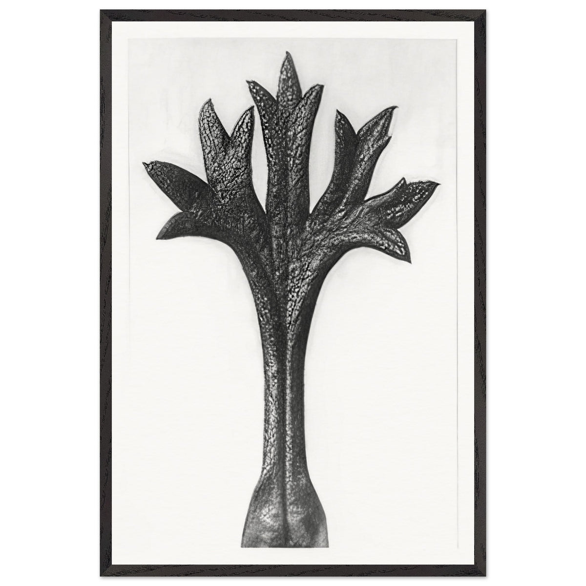 Art Forms in Nature 35 by Karl Blossfeldt, framed poster