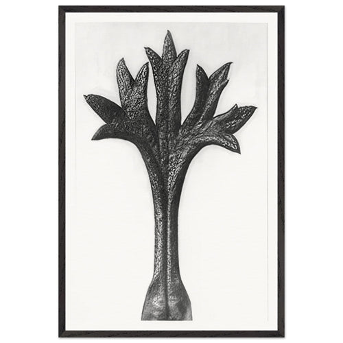 Art Forms in Nature 35 by Karl Blossfeldt, framed poster