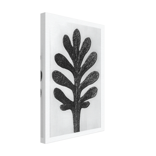 Art Forms in Nature 37 by Karl Blossfeldt, canvas, view 2