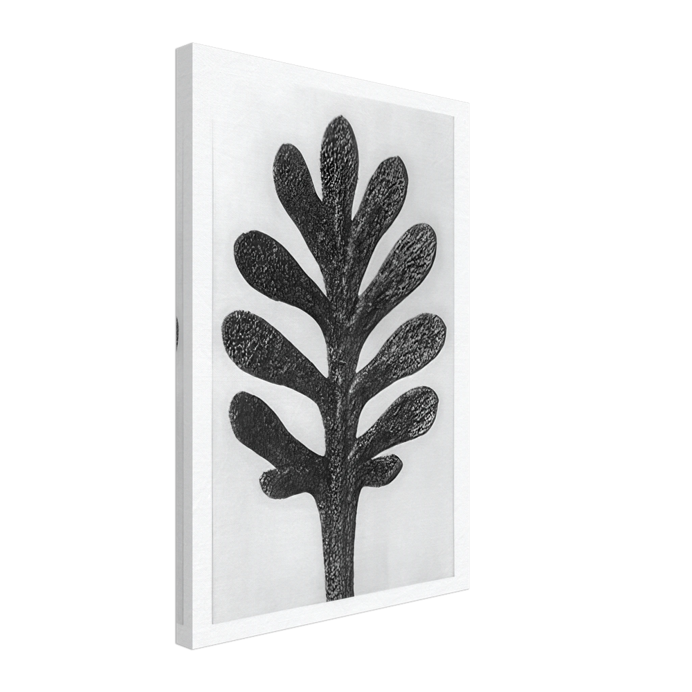 Art Forms in Nature 37 by Karl Blossfeldt, canvas
