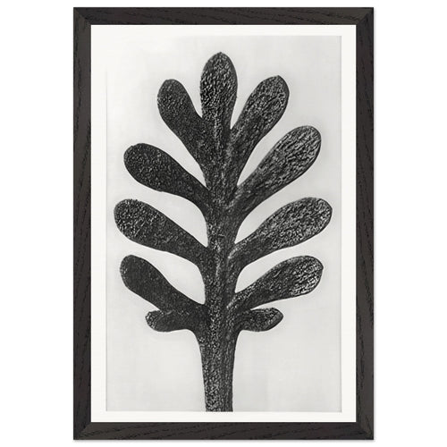Art Forms in Nature 37 by Karl Blossfeldt, framed poster, view 2