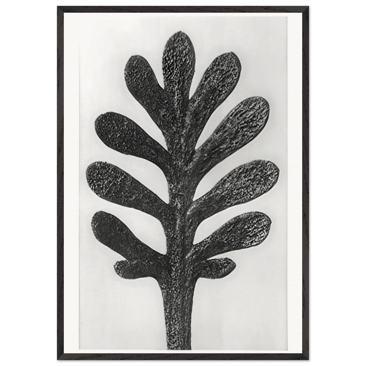 Art Forms in Nature 37 by Karl Blossfeldt, framed poster, view 3