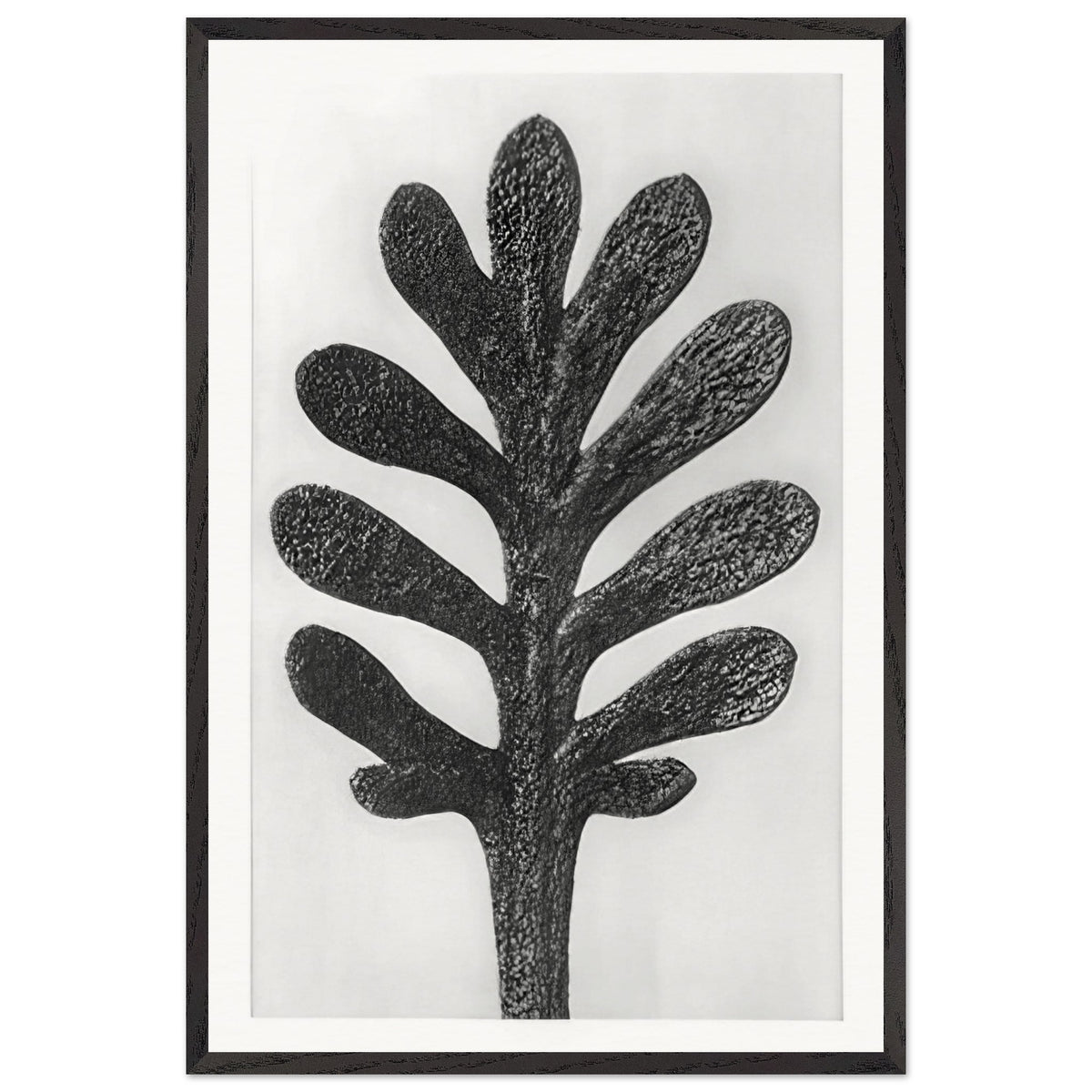 Art Forms in Nature 37 by Karl Blossfeldt, framed poster