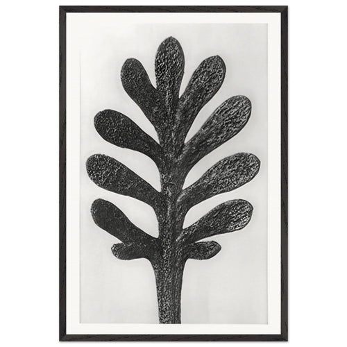 Art Forms in Nature 37 by Karl Blossfeldt, framed poster