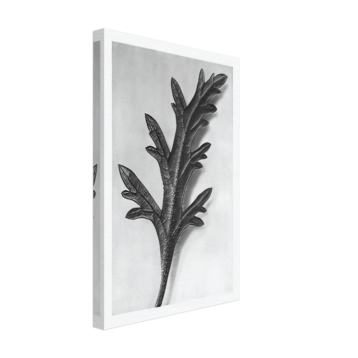 Art Forms in Nature 39 by Karl Blossfeldt, canvas, view 2