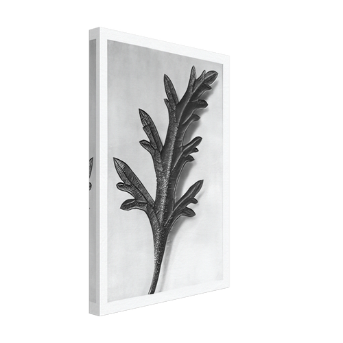 Art Forms in Nature 39 by Karl Blossfeldt, canvas, view 2