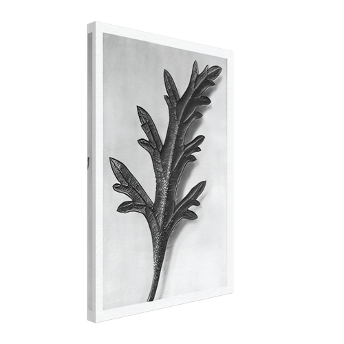 Art Forms in Nature 39 by Karl Blossfeldt, canvas