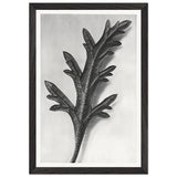 Art Forms in Nature 39 by Karl Blossfeldt, framed poster, view 2