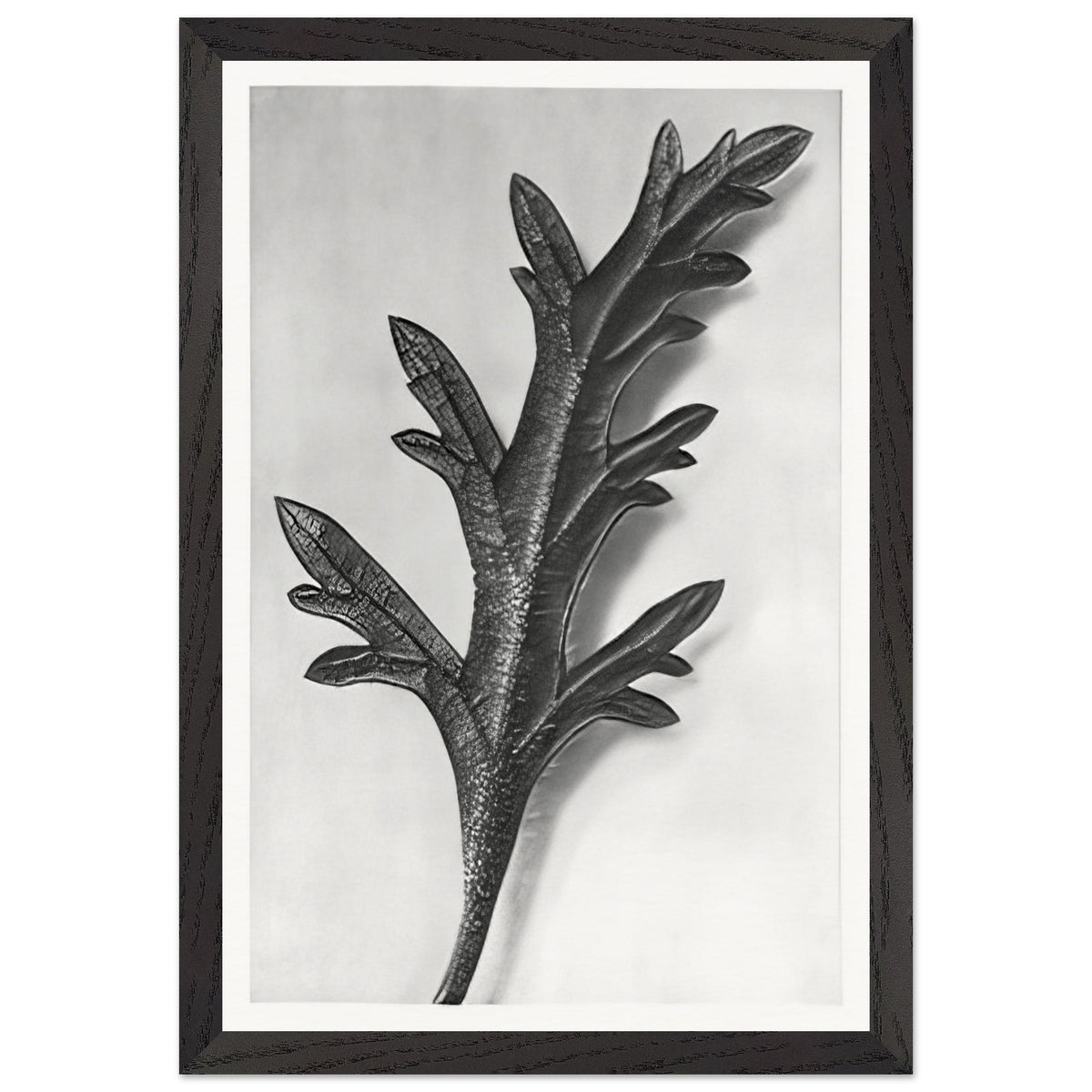 Art Forms in Nature 39 by Karl Blossfeldt, framed poster, view 2