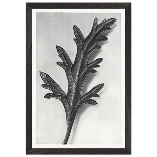Art Forms in Nature 39 by Karl Blossfeldt, framed poster, view 2