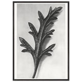 Art Forms in Nature 39 by Karl Blossfeldt, framed poster, view 3