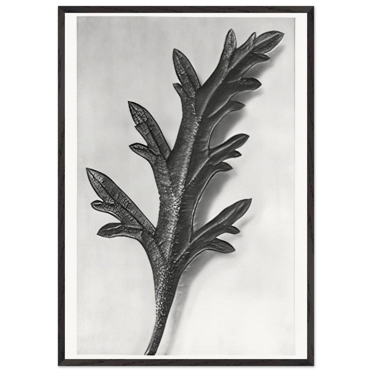 Art Forms in Nature 39 by Karl Blossfeldt, framed poster, view 3
