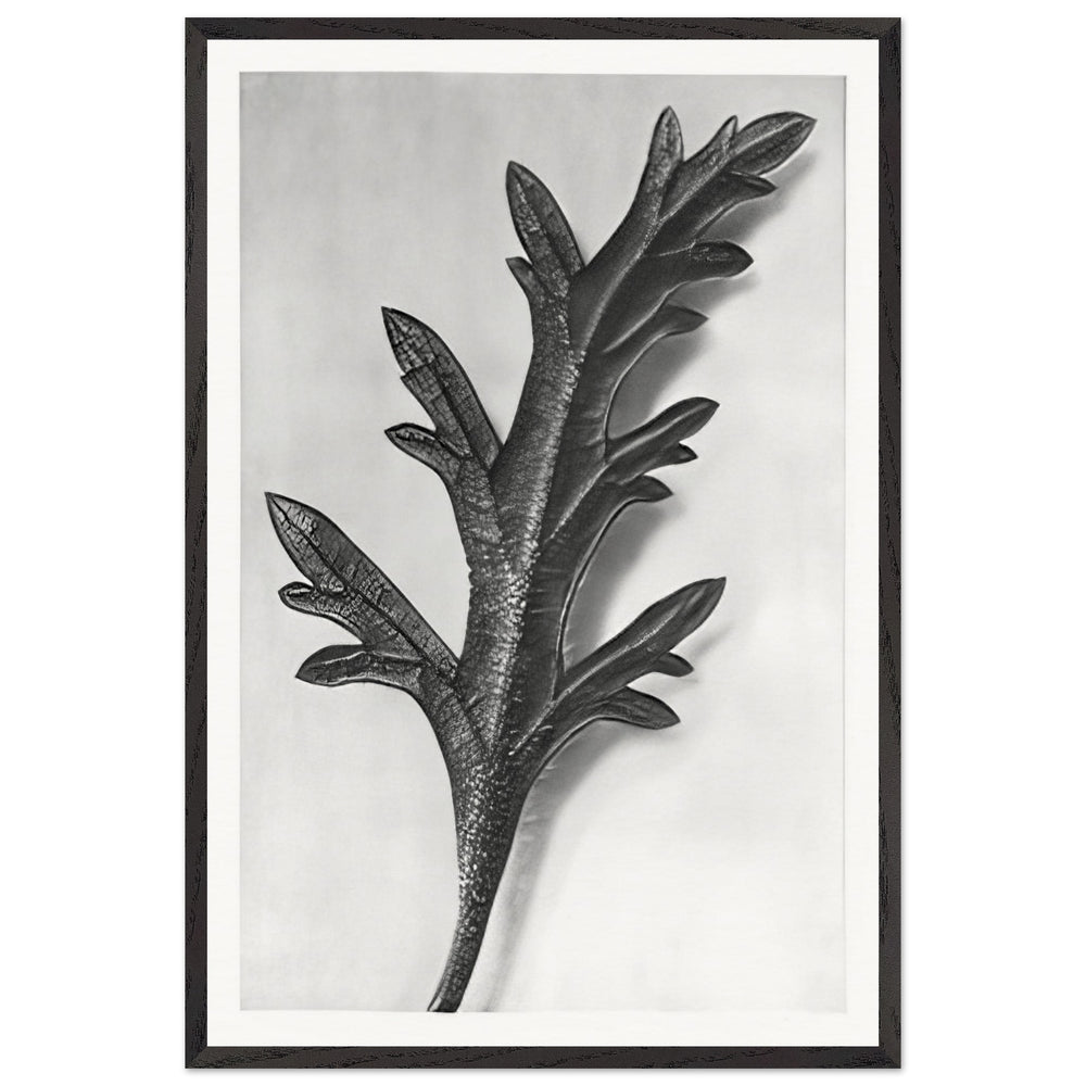 Art Forms in Nature 39 by Karl Blossfeldt, framed poster