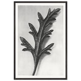 Art Forms in Nature 39 by Karl Blossfeldt, framed poster