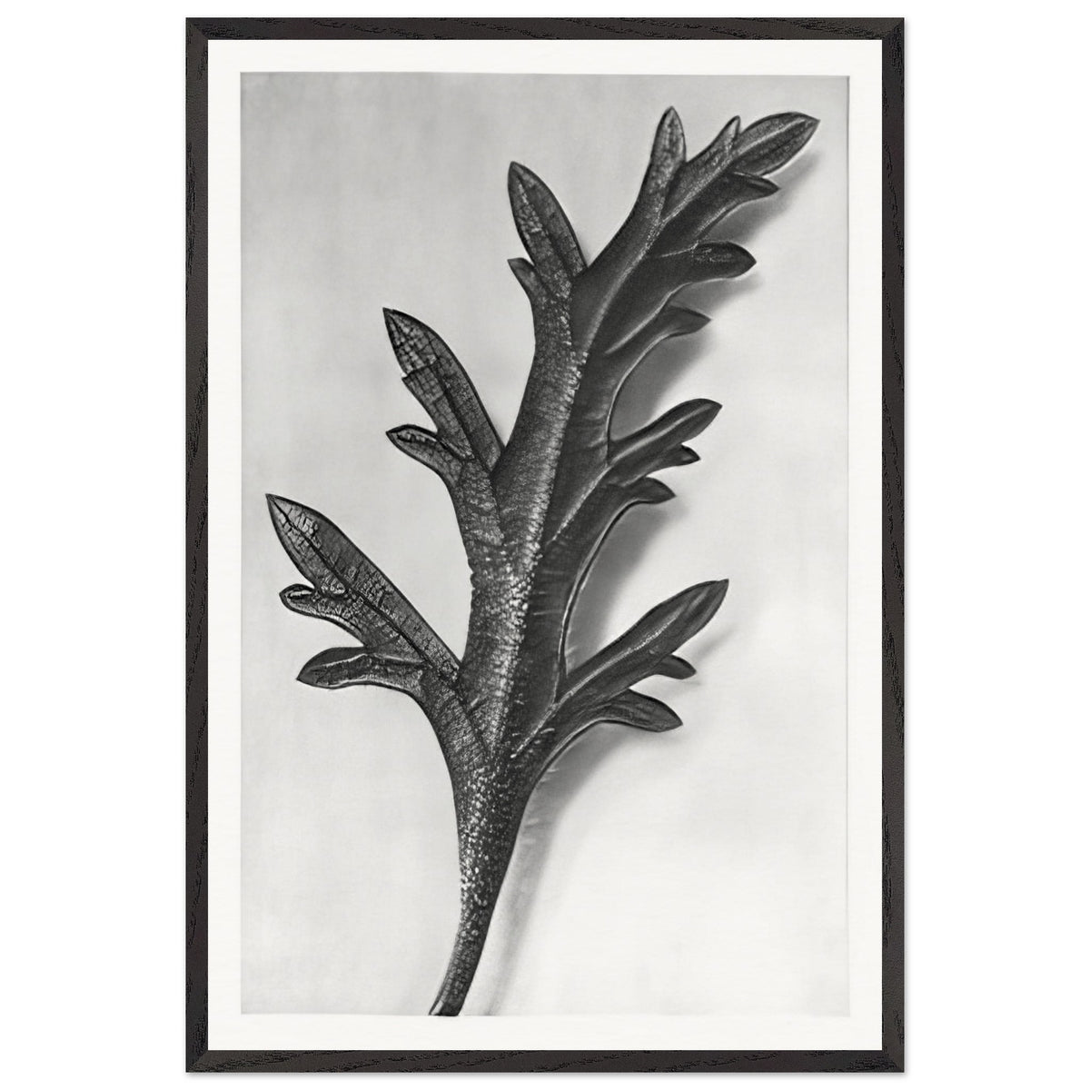 Art Forms in Nature 39 by Karl Blossfeldt, framed poster