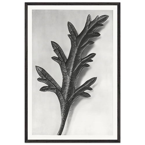 Art Forms in Nature 39 by Karl Blossfeldt, framed poster