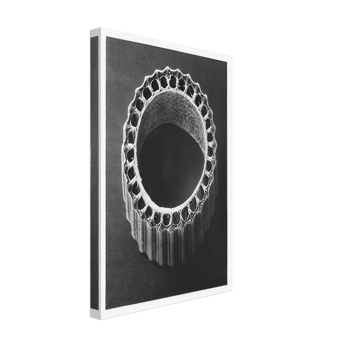 Art Forms in Nature 4 by Karl Blossfeldt, canvas, view 2