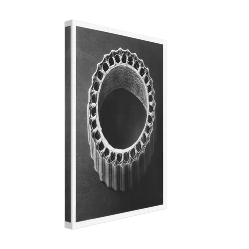 Art Forms in Nature 4 by Karl Blossfeldt, canvas, view 2