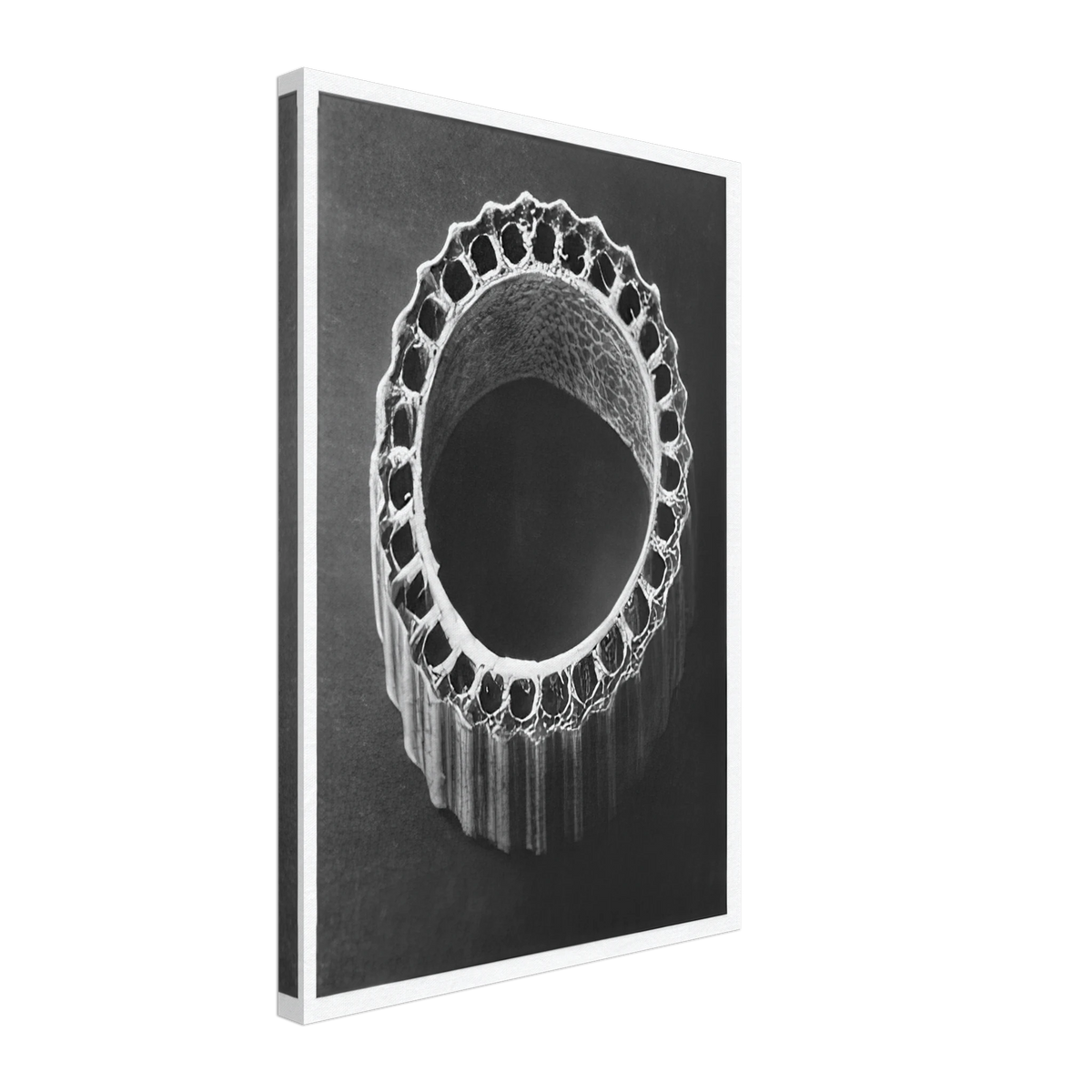 Art Forms in Nature 4 by Karl Blossfeldt, canvas