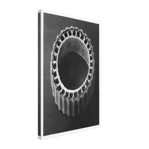 Art Forms in Nature 4 by Karl Blossfeldt, canvas