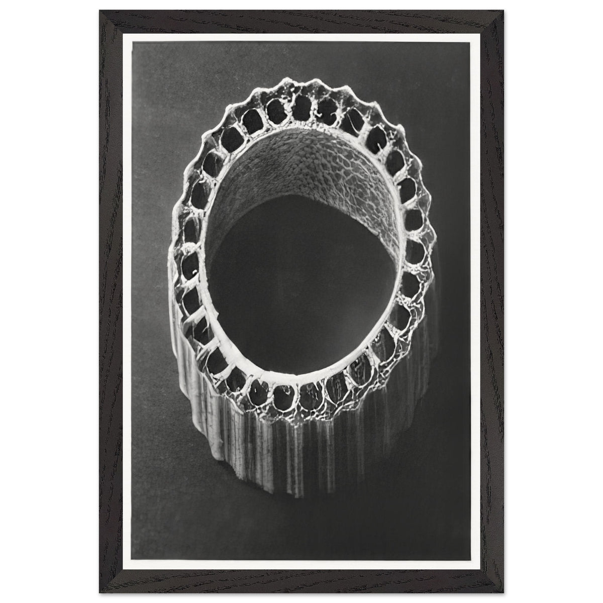 Art Forms in Nature 4 by Karl Blossfeldt, framed poster, view 2