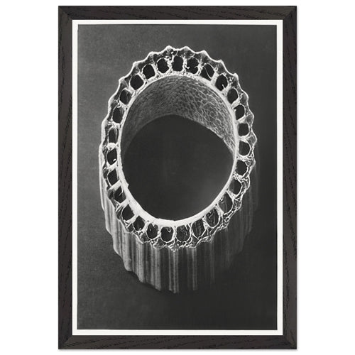 Art Forms in Nature 4 by Karl Blossfeldt, framed poster, view 2