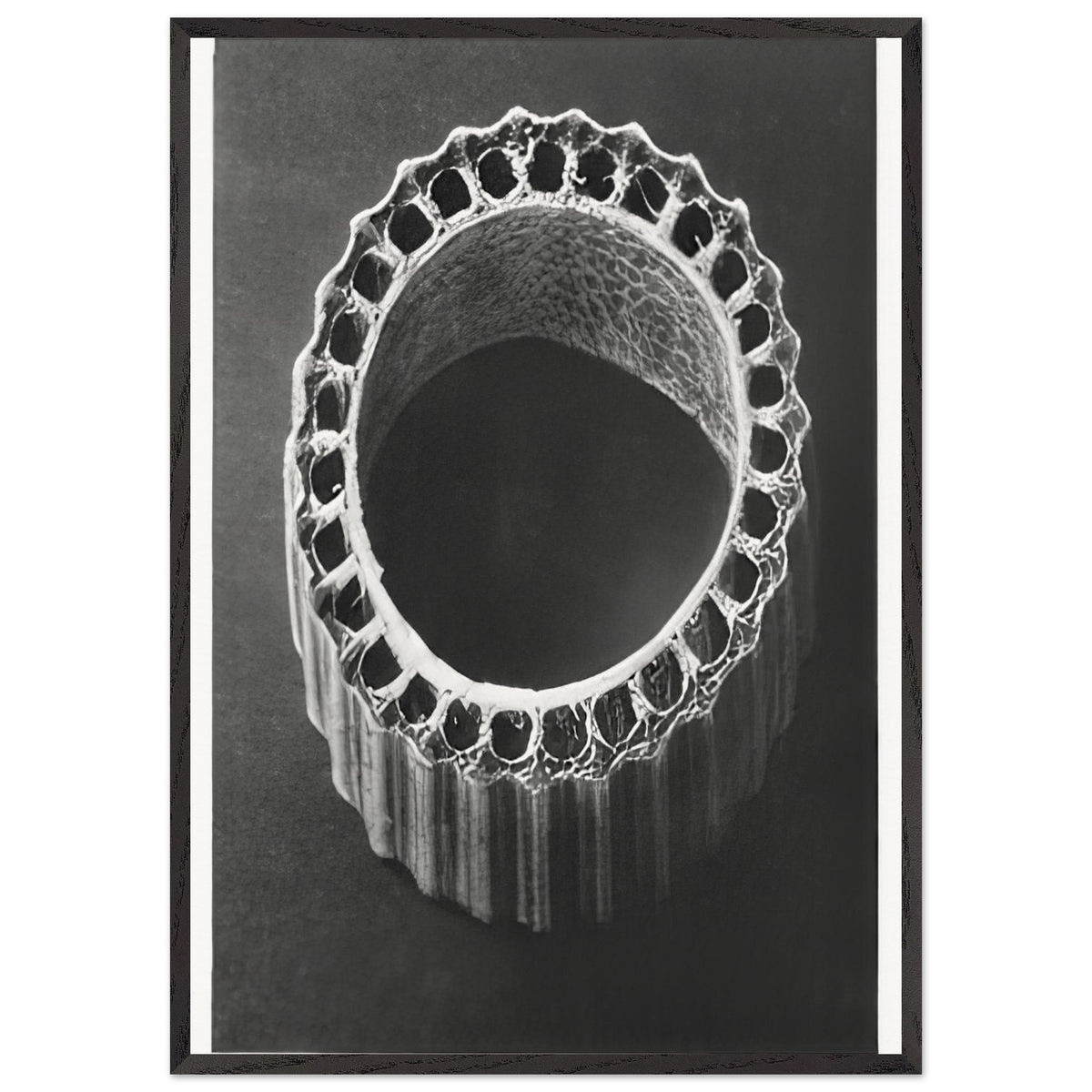 Art Forms in Nature 4 by Karl Blossfeldt, framed poster, view 3