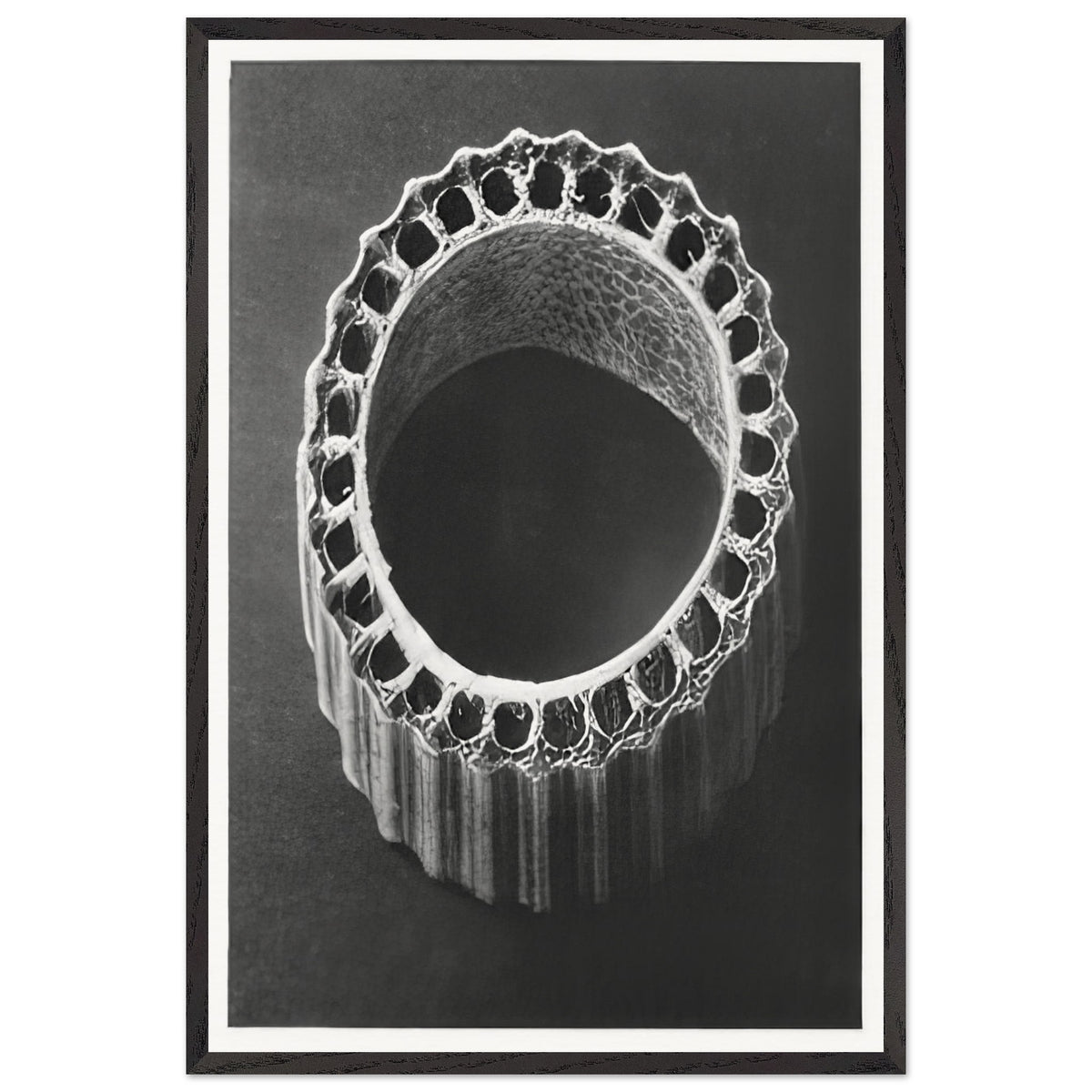 Art Forms in Nature 4 by Karl Blossfeldt, framed poster