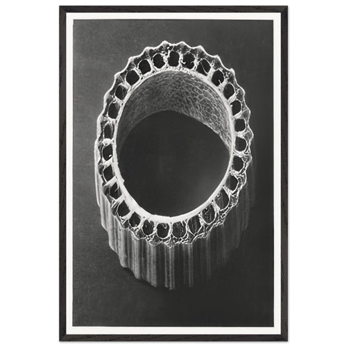 Art Forms in Nature 4 by Karl Blossfeldt, framed poster
