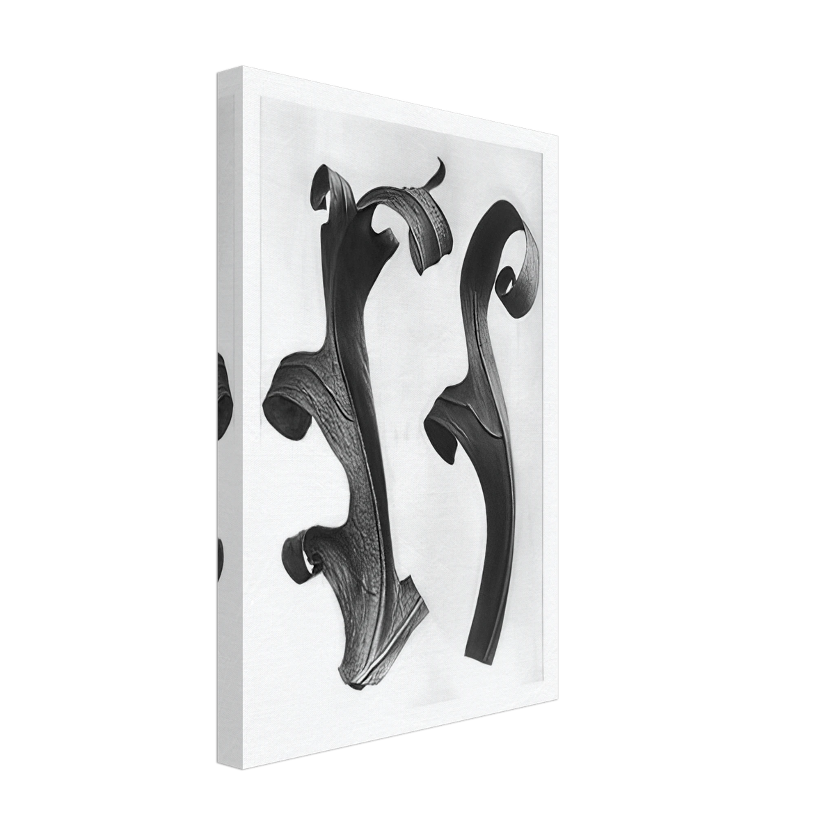 Art Forms in Nature 40 by Karl Blossfeldt, canvas, view 2