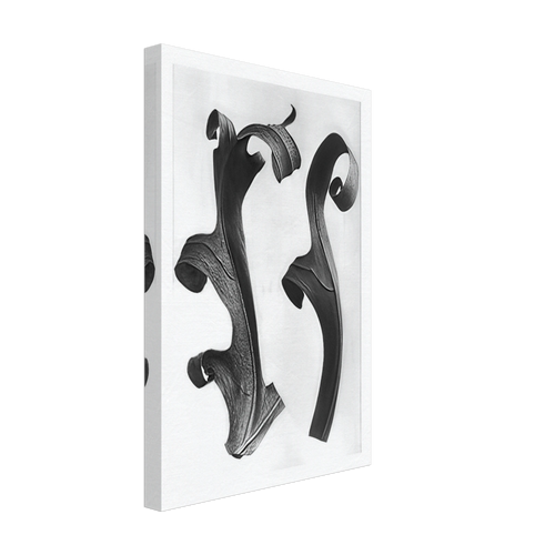 Art Forms in Nature 40 by Karl Blossfeldt, canvas, view 2