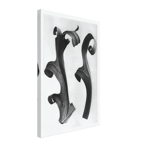 Art Forms in Nature 40 by Karl Blossfeldt, canvas