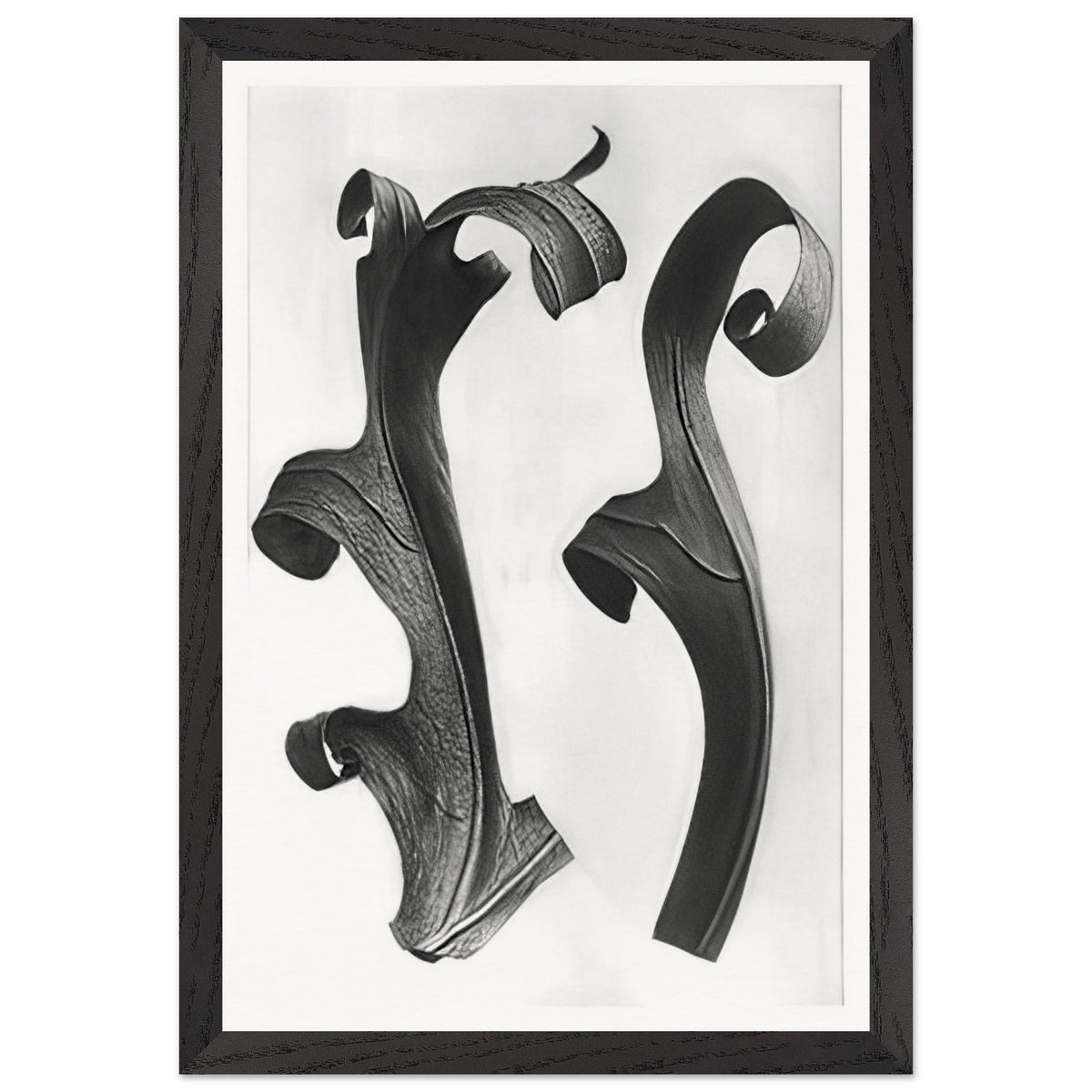 Art Forms in Nature 40 by Karl Blossfeldt, framed poster, view 2