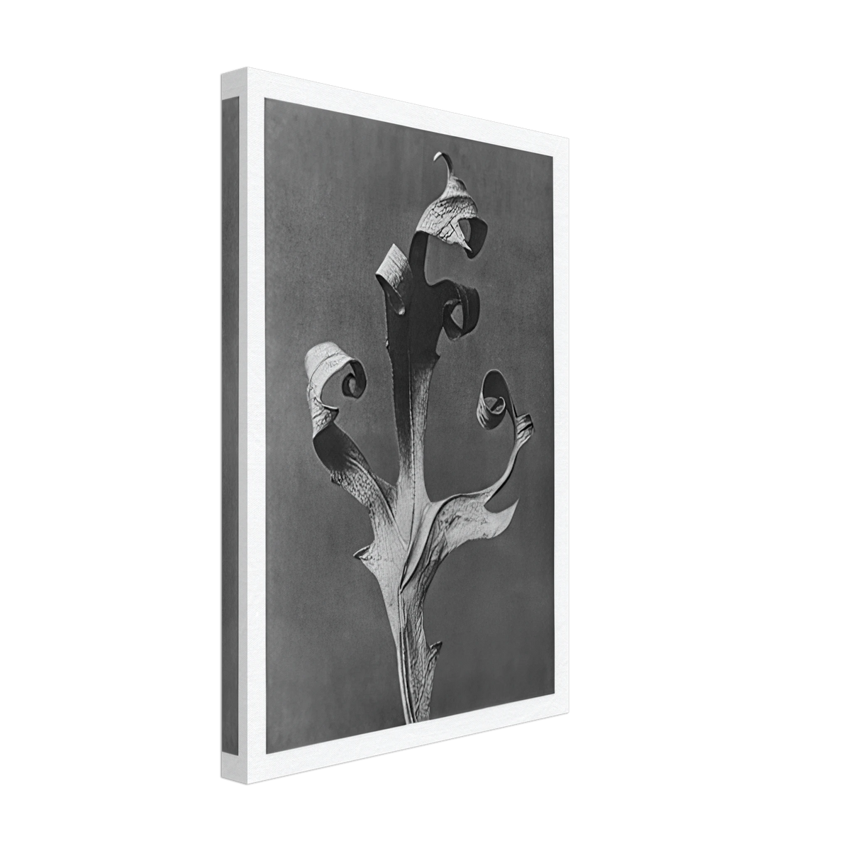 Art Forms in Nature 41 by Karl Blossfeldt, canvas, view 2