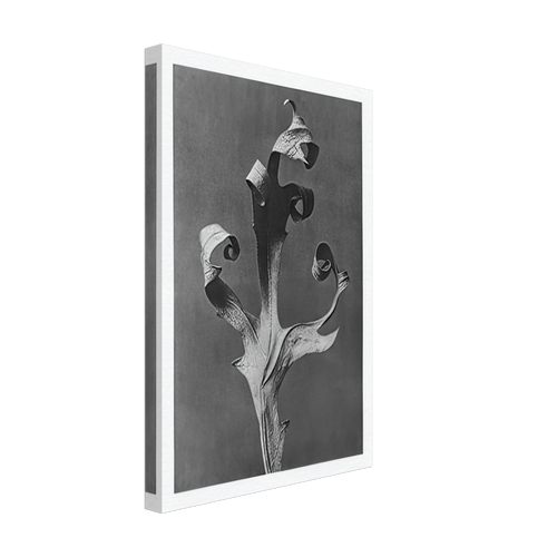 Art Forms in Nature 41 by Karl Blossfeldt, canvas, view 2