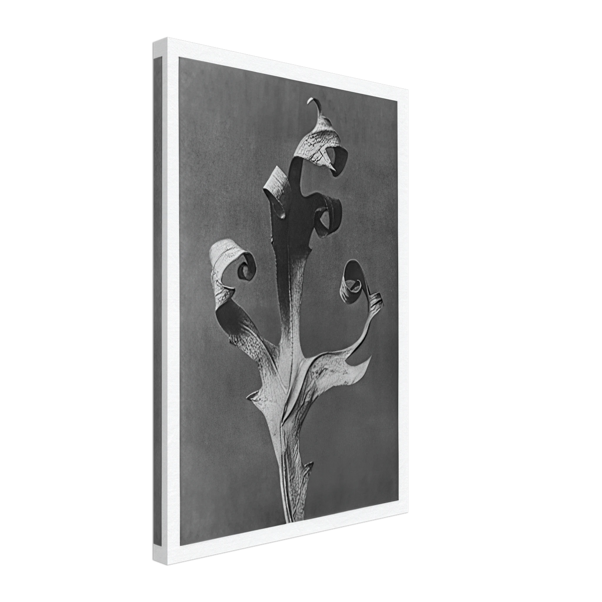 Art Forms in Nature 41 by Karl Blossfeldt, canvas