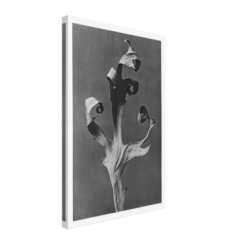 Art Forms in Nature 41 by Karl Blossfeldt, canvas