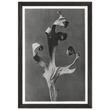 Art Forms in Nature 41 by Karl Blossfeldt, framed poster, view 2