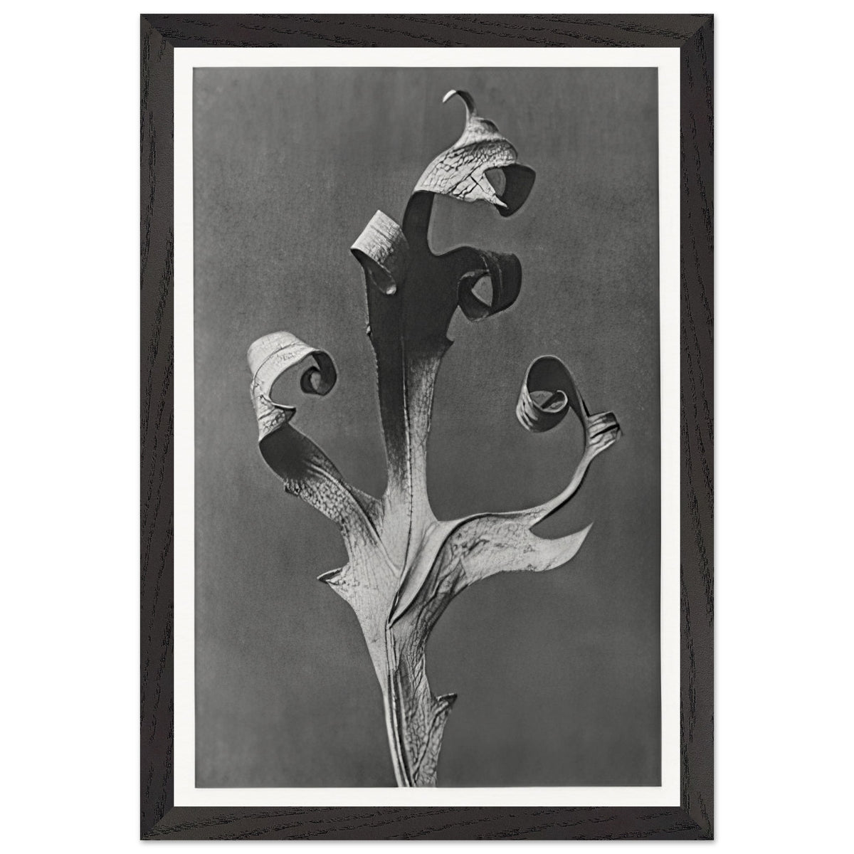 Art Forms in Nature 41 by Karl Blossfeldt, framed poster, view 2